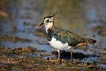  Kzkuu / Vanellus vanellus / Nothern lapwing